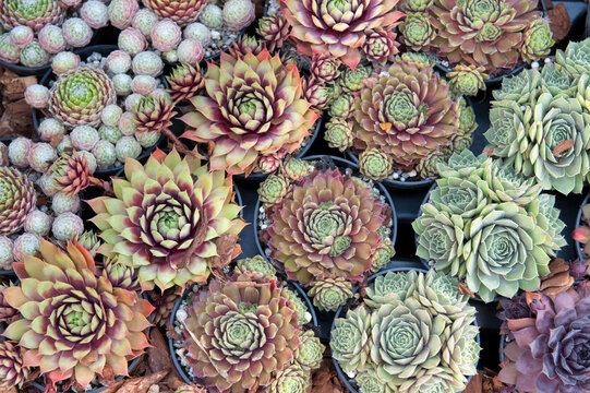 mixed sempervivum succulent plants in pots in rows