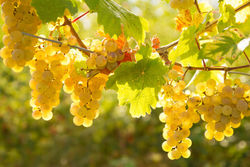 Grapes of white wine on a sunny day in fall