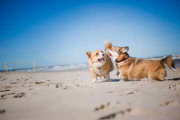 two Happy welsh corgi pembroke dogs on a beach
