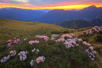 Fototapeta premium Beautiful sunrise scenery of Hehuan Mountain in central Taiwan in springtime, with view of lovely Alpine Azalea ( Rhododendron ) blossoms on grassy fields and amazing golden glow in the background