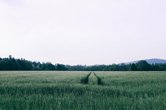 Field road before rain