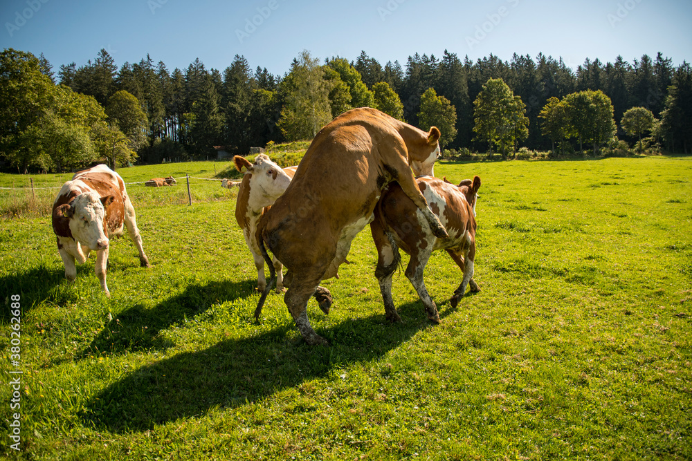 Wall mural two cows loving each other on the meadow