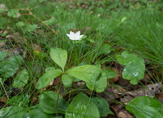 gentle forest flower with sigle white blossom on wet green grass, selective focus