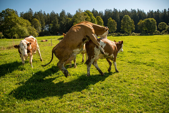 two cows loving each other on the meadow