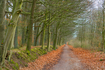 Naklejka premium Sachsenwald in northern Germany