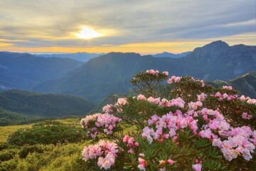 Naklejka na ściany i meble Beautiful sunrise scenery of Hehuan Mountain in central Taiwan in springtime, with view of lovely Alpine Azalea ( Rhododendron ) blossoms on grassy fields and dramatic golden clouds in the background