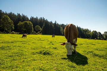 Cow stands on the meadow in beautiful sunshine