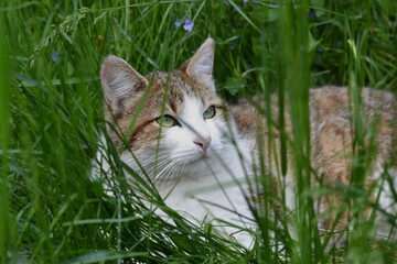 a white-red cat lays in a green grass