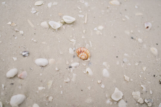 seashells in the sand.