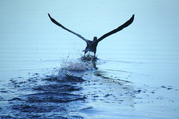 Cormorant  taking off from a lake - Powered by Adobe