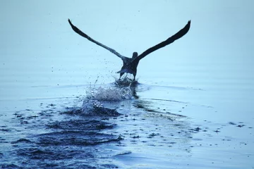 Badezimmer Foto Rückwand Cormorant  taking off from a lake © Dirk70