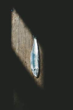 Single herring fish under harsh lighting