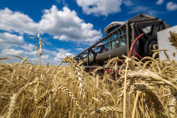 Combine harvester working on a wheat field. Seasonal harvesting the wheat. Agriculture.