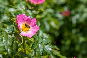 Rose hip closeup with copy space and a busy bee pollinating a flower time to time