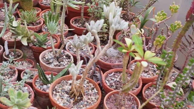 Collection of cacti, succulents and caudiciforms plants with swollen water-storing stems but not necessarily succulent leaves in pots. Biology specializes in topics such as plant breeding or genetics.