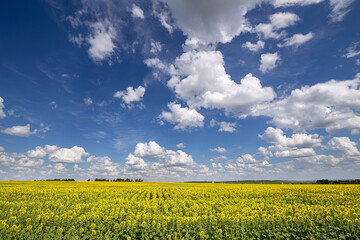 Obraz premium Blue Sky and white clouds above yellow Field Sunflower, panoramic view. Beautiful scenic dynamic Landscape agricultural land. Beauty nature, Agriculture.