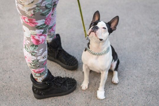 Dog looking up at his owner