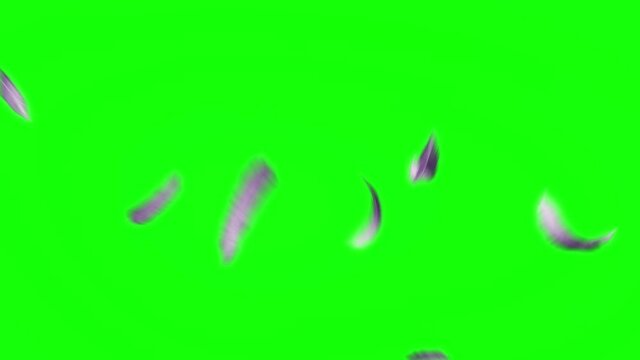 pink feather particle green screen loop animation