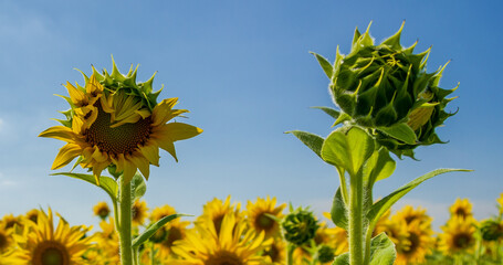 Sunflower Field. Agriculture. Rural Landscape, agricultural land. Farm. Blue Sky and white clouds above yellow Field Sunflower on sunny day. Yellow sunflowers against a blue sky in sun.