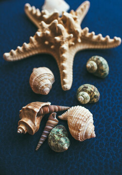 Seashells and starfish