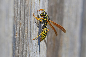 Tree wasp, or paper wasp very close up stripping wood from garden furniture to build a nest Latin name dolichovespula sylvestris or polistes gallicus