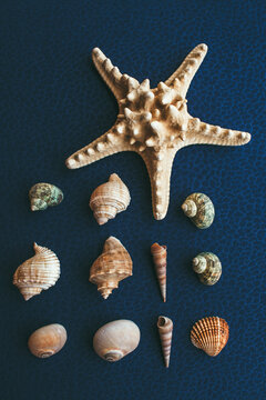 Seashells and starfish
