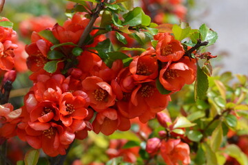 Japanese quince in red blossom