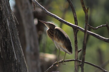 oiseau sur sa branche