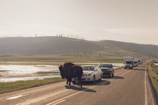 Bison blocking traffic in Yellowstone National Park