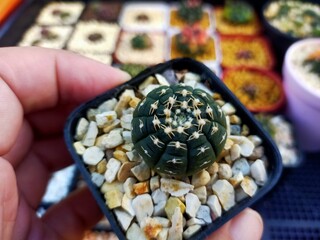 Beautiful Gymnocallium Cactus in Pots