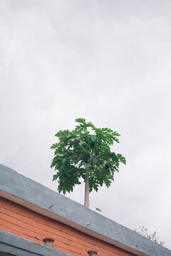 Papaya Tree on the roof.