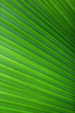Tropical Leaf Background