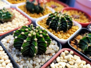 Beautiful Gymnocallium Cactus in Pots