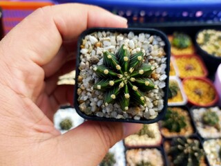 Beautiful Gymnocallium Cactus in Pots