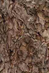 Beautiful background frame. Texture of tree bark with drops of pine resin. Amber pine resin. Amber pitch on bark of a tree trunk. Abstract wallpaper of natural material