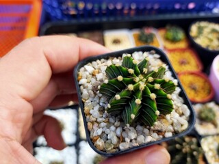 Beautiful Gymnocallium Cactus in Pots