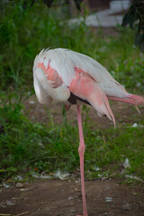Pink flamingo at the zoo