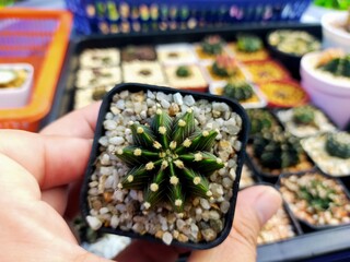 Beautiful Gymnocallium Cactus in Pots
