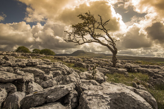 lone tree on a limestone pavement with Ingleborough in the background