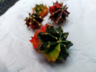 Beautiful Gymnocallium Cactus in Pots