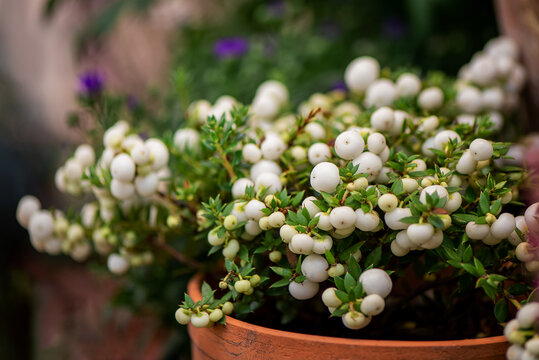 Pernettya mucronata evergreen shrub with white berries grows in flower pot