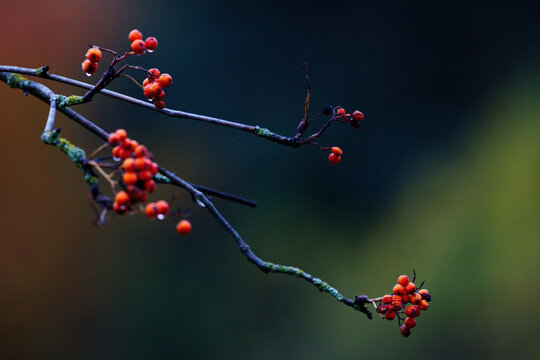 Branch of rowan tree with berries in the autumn