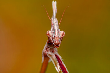 Close up of pair of Beautiful European mantis ( Mantis religiosa )
