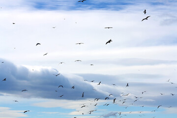 Flock of seagulls flying and cloudy sky. Selective focus.