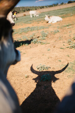 Cattle with big horns stands in front of her shadow on the ground