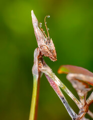 Close up of pair of Beautiful European mantis ( Mantis religiosa )