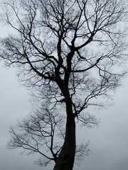 tree in winter