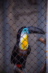 yellow billed toucan