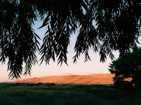 Desert Hills Framed by Tree Branches at Sunset
