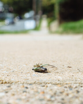 Dead cicada on sidewalk being eaten by ants